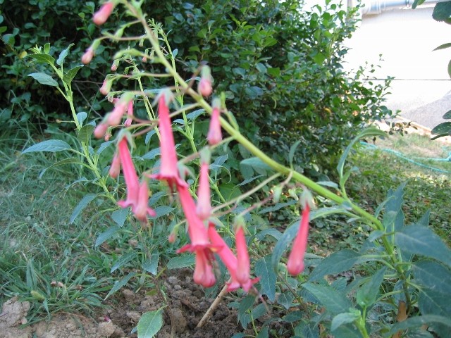Phygelius